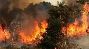 দাবানলে তুরস্কে নিহত ১১